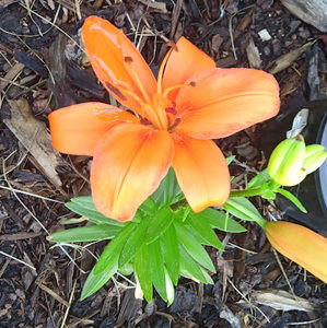 Meet your Posher, Daisytot